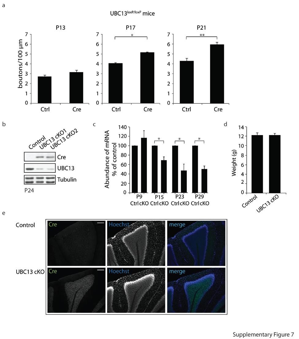Supplementary Figure 7: Characterization of UBC13 conditional knockout mice (a) P9 UBC13 loxp/loxp mice were electroporated with the Cre expression plasmid or control vector together with the GFP