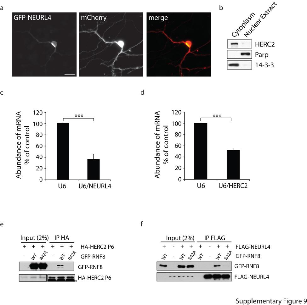 Supplementary Figure 9: Characterization of NEURL4 and HERC2 and interaction with RNF8 (a) The GFP-NEURL4 expression plasmid was electroporated together with an mcherry expression plasmid in primary