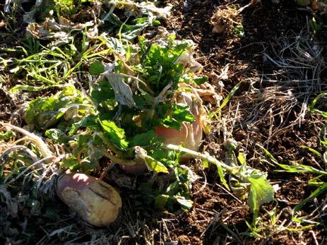 Forage Turnips Forage Turnips Grazing Crop Residue Grazing Cotton Residue Very inexpensive