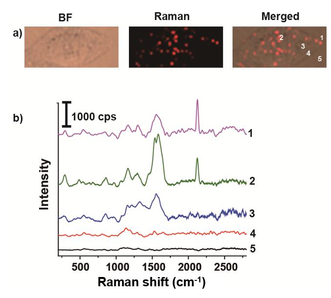 Figure S22. SERRS imaging of single HeLa cell treated with the FA-modified SERRS tags (1 nm).