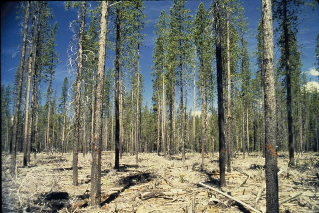 Option: thin older stands to increase their resistance to bark beetles (and protect