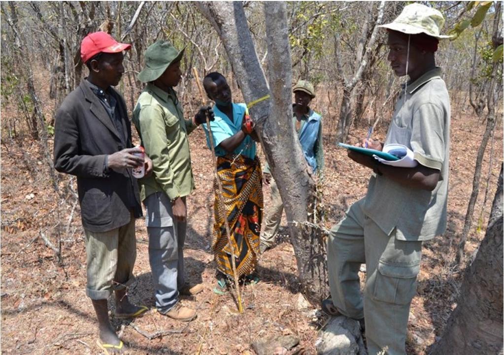 botanist in the field and where the species were not known, voucher specimens were collected for verification at the Tanzania National Herbarium. Measuring tree variables in the field 2.