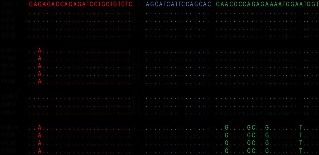 Figure 6: Clustal W alignment of the DENV 3'UTR region sequenced in thisstudy and representative sequences of each serotype downloaded from the Genbank.