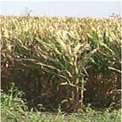 types sorted manually Husked corn is then dried prior to shelling Shelling Ear Corn Harvest Issues ADVANTAGES Early Harvest of High Moisture Corn Field Loss