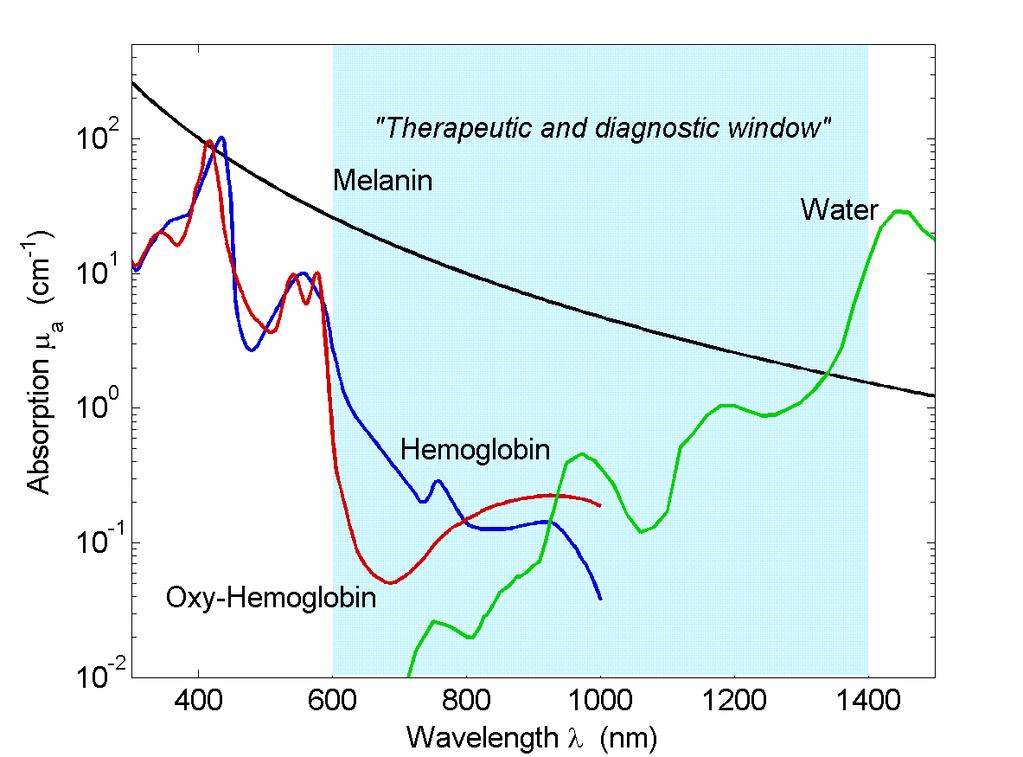 Absorption and fluorescence Tissue absorbers in the UV and VIS (chromophores) Therapeutic window (600-1000nm): Low absorbance of hemoglobin and water (scattering predominates over absorption and