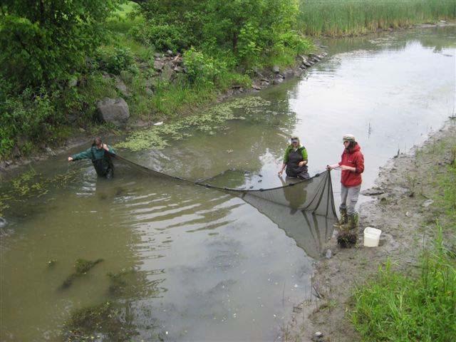 Stream Characterization Fish community structure is assessed using