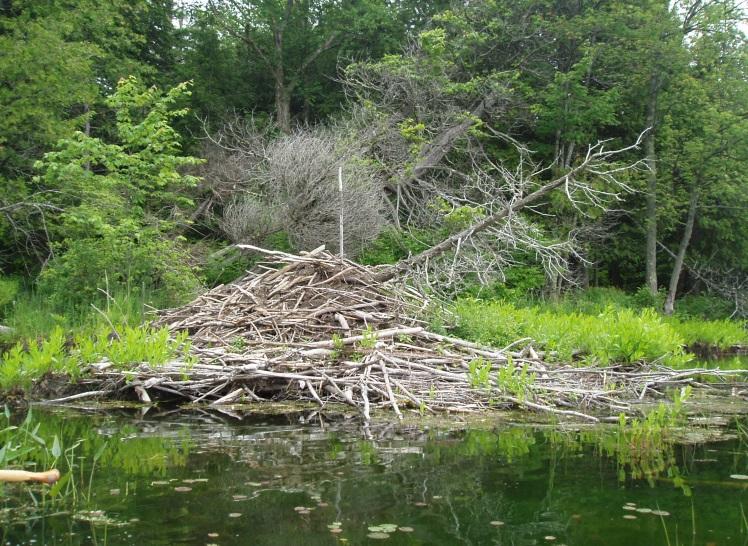 of a database to log lowner flooding concerns as a result of beaver activity Trapping program to remove dam building nuisance beaver Beaver dam removal/breaching