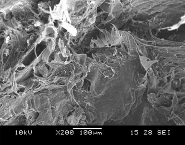 2 shows SEM micrograph of tensile fracture surface of RHDPE/EVA/TP and RHDPE/EVA/TP/CL-MAH composites at different taro powder loadings. Figs.