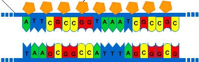 The structure of DNA Hydrogen bonds between DNA bases are
