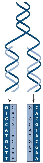 DNA replication Synthesis of new DNA molecules