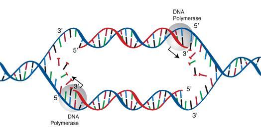 It is catalized by an enzyme called DNA