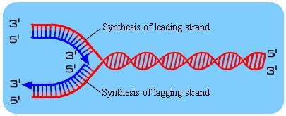 RNA synthesis = transcription RNA molecules can be
