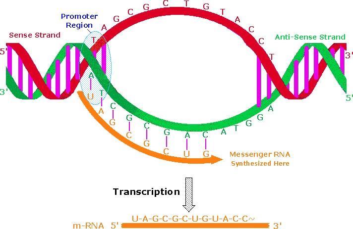 DNA replication (5 to 3 direction).