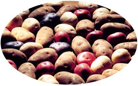 EB1925 The Impact Economic of Potatoes in