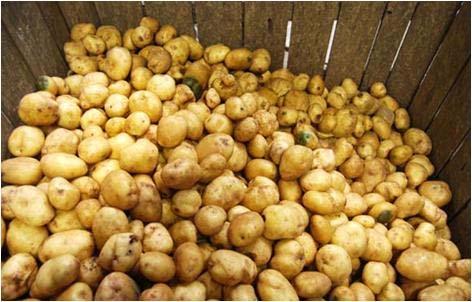 report enabling import of potatoes from