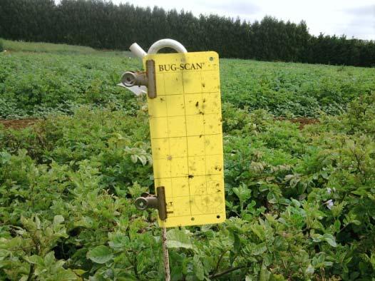Surveillance early detection Monitoring psyllid populations in potato