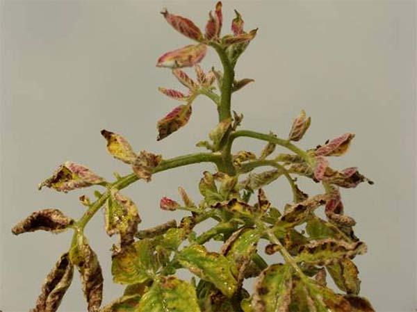 (Liberibacter) which causes stunting, yellowing and can kill plants.