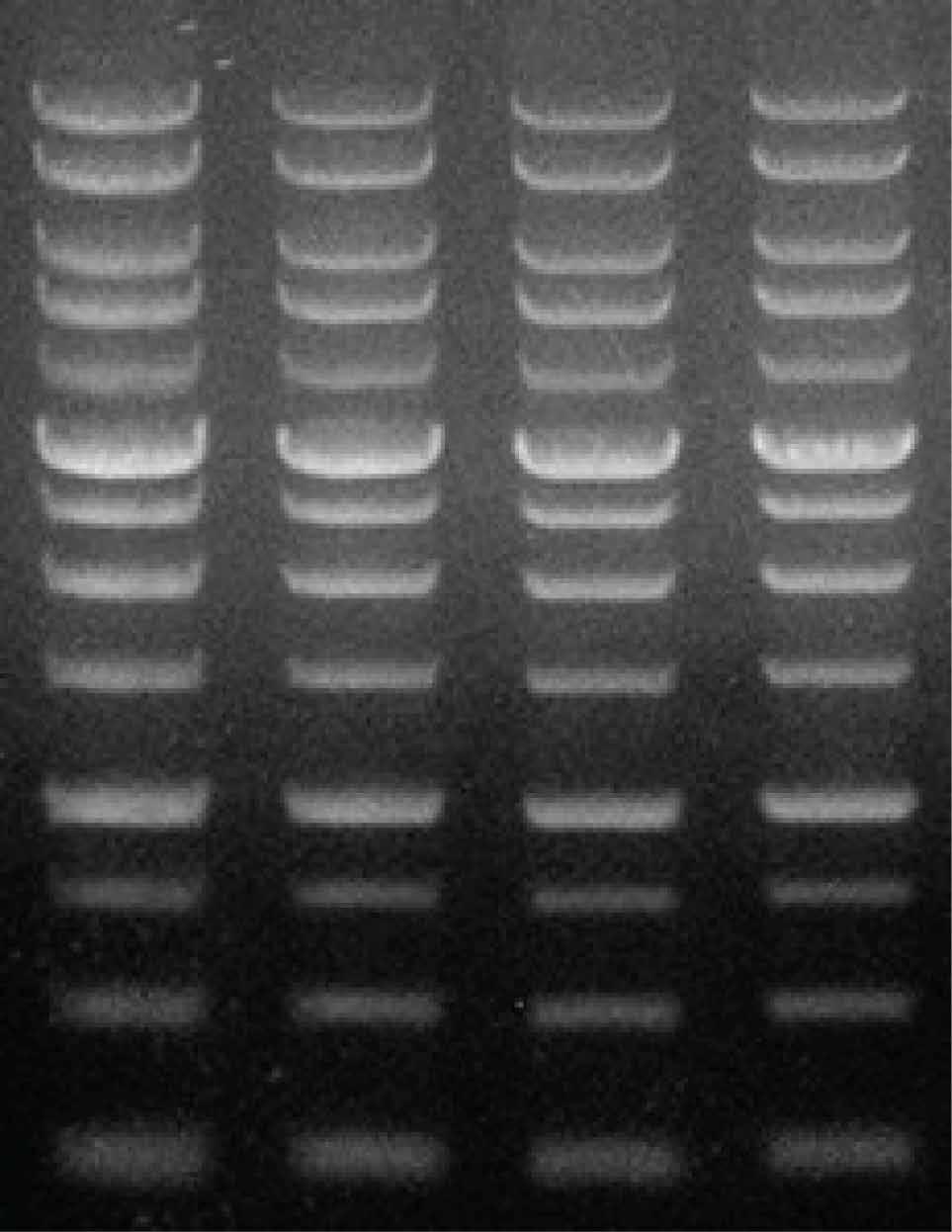 Eluted DNA Does Not Perform Well In Downstream Applications DNA was denatured (a smaller band appeared on gel analysis).