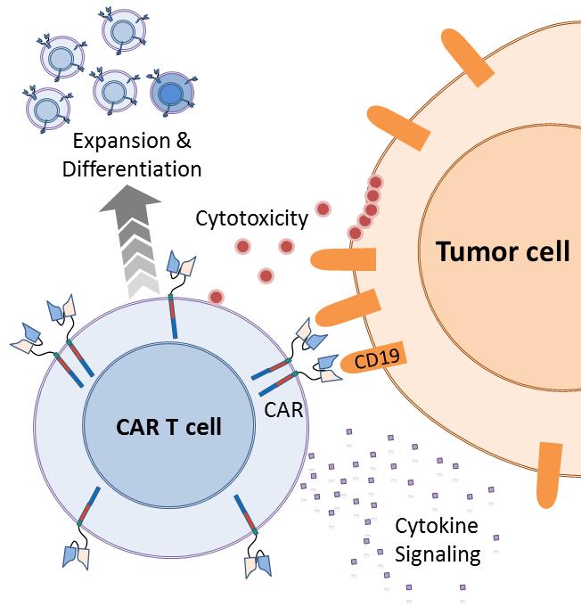 How Does a CD19-Directed CAR T Cell Work?