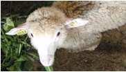 Development of integrated livestock breeding and management strategies to improve animal health,