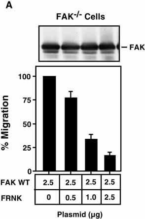 2686 D. J. Sieg, C. R. Hauck and D. D. Schlaepfer C Fig. 6. FRNK expression blocks FAK-enhanced migration and tyrosine phosphorylation.