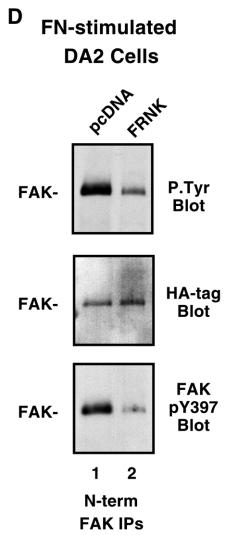FRNK protein expression was verified by HA-tag (12CA5) blotting of whole cell lysates prepared from excess cells not used the migration assay.