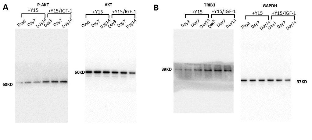 Figure S5 Figure S5: Western blot analysis of protein expression. Cells cultured in the osteogenic medium plus Y15 (+Y15) or osteogenic medium plus Y15 and IGF-1 (+Y15/IGF-1) for 3, 7, and 14 days.