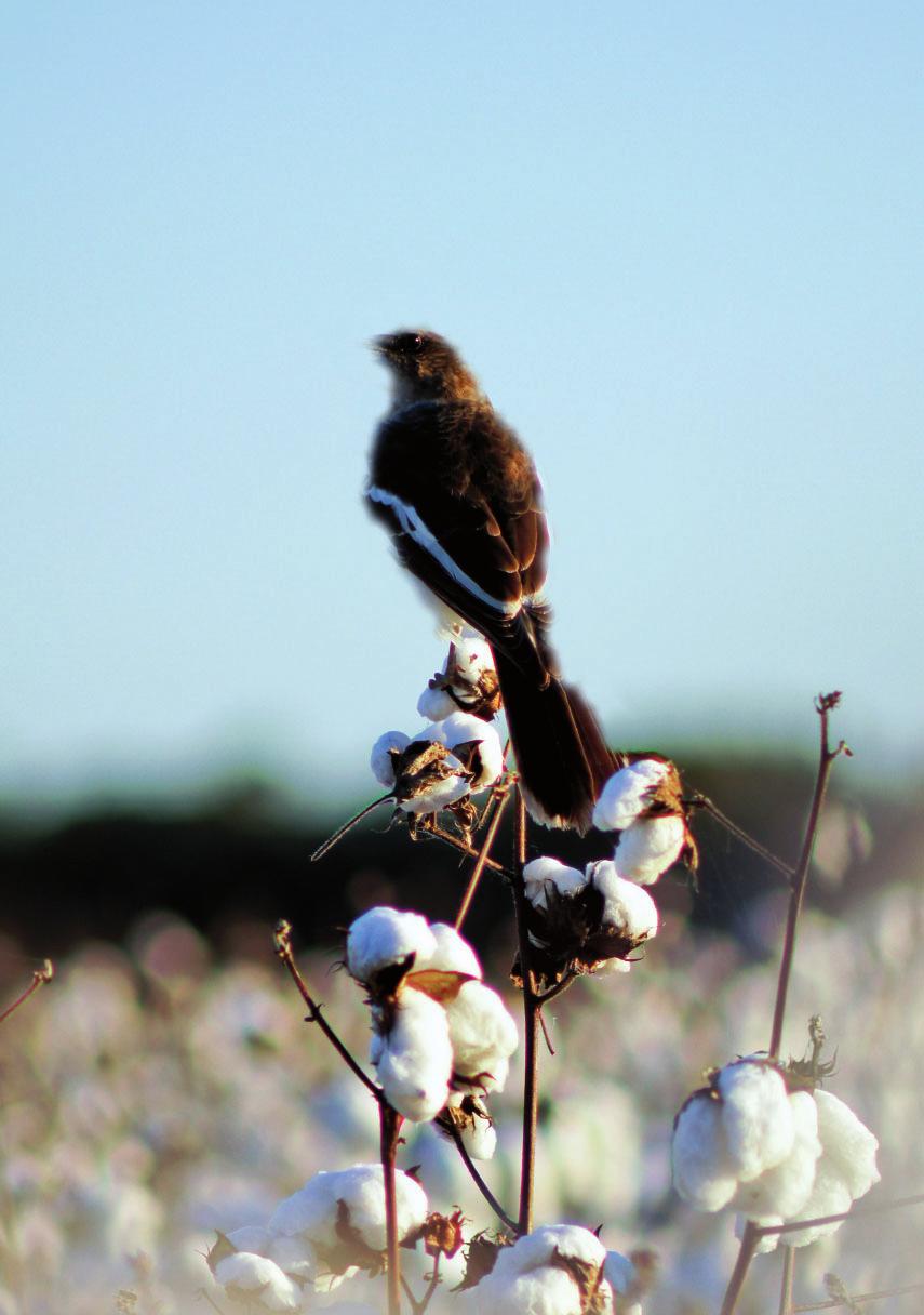 SUPERIOR VALUE. Australian cotton is in high demand due to its premium quality characteristics, reliability and a proven track record in meeting manufacturer and consumer needs.