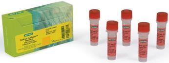 DNA quantification methods qpcr (custom primers) SsoFast TM EvaGreen Supermix (BioRad) GoTaq qpcr Master Mix