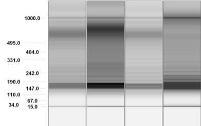 Pooling of 4 PCR reactions of same samples