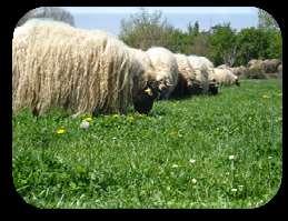 OBJECTIVE The main objective of the current paper was to determine the effect of two different grazing management regimes on pasture parameters and on dairy sheep production variables