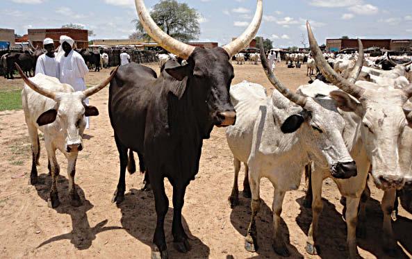 Cattle prices have shown stability in almost all selected markets. Traders in Mukjar, Nertiti and UmShalaya reported limited supply of cattle reflecting the restricted movement of pastoralists.