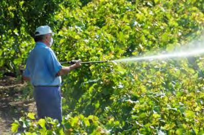 (c) The photograph shows a farmer spraying fruit trees. Chemicals in the spray kill insects on the trees.