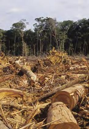 Q2. The photograph shows an area where a tropical forest is being cleared. (a) Complete the sentences. People could use timber from the forest for.... The cleared land can be used for.