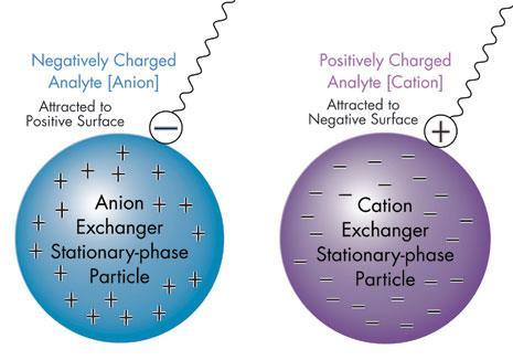 Types of ion exchanger chromatography A cation exchanger: Have negative charge and exchanges cations An anion exchanger: Have positive charge and exchanges anoins Ion exchange