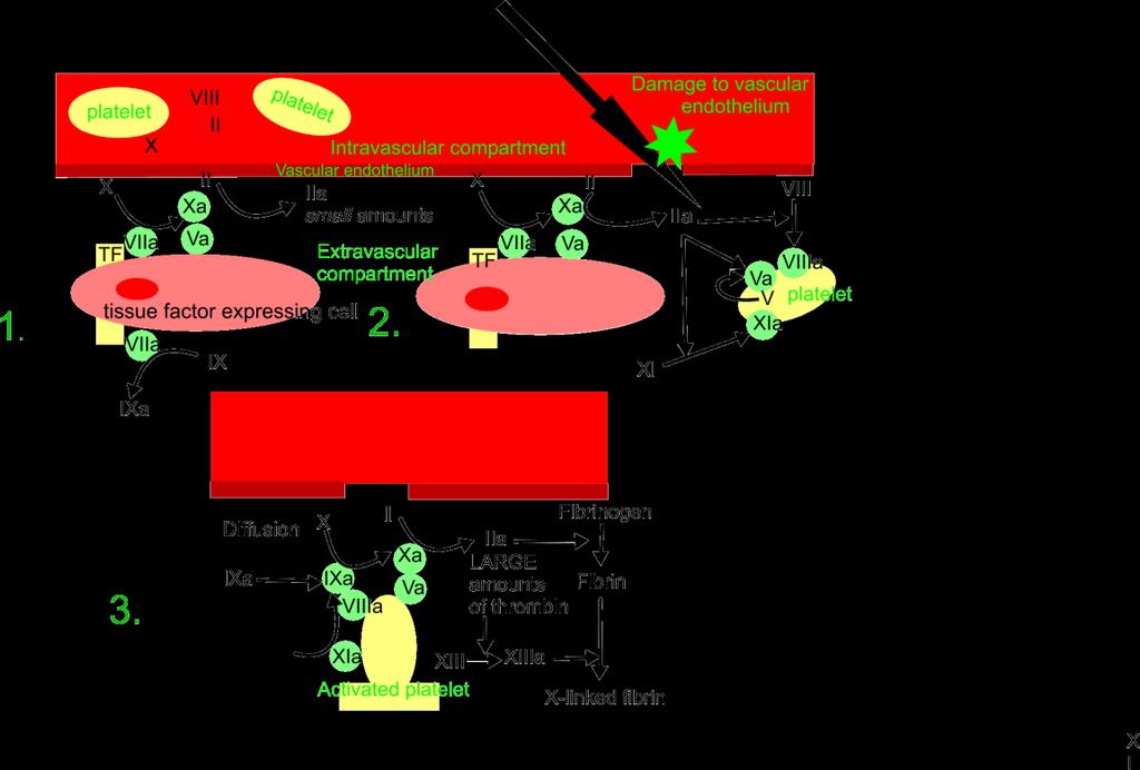 Cell-based model of coagulation There are three distinct phases in the cell-based model of coagulation, namely initiation, amplification and propagation.