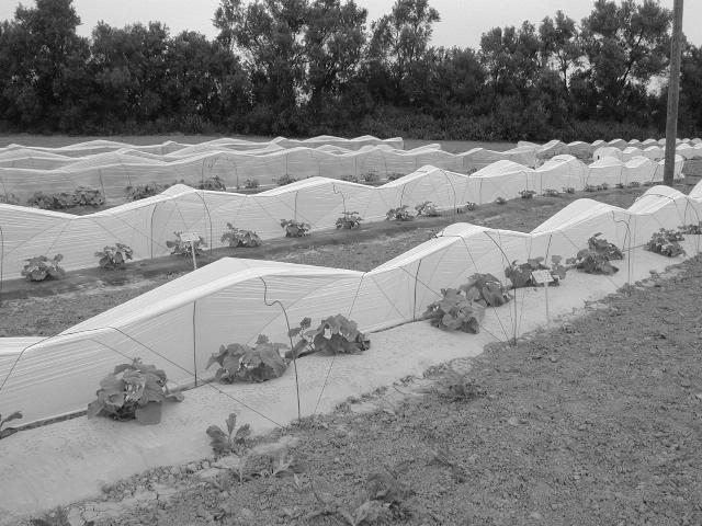 Figurese Fig. 1. Low tunnels and mulching films on the experimental field at the end of April 2003. 40 30 32.5 30.2 31.1 31.9 31.3 Maximum Minimum 27.8 Temperature ( C) 20 10 10.5 10.