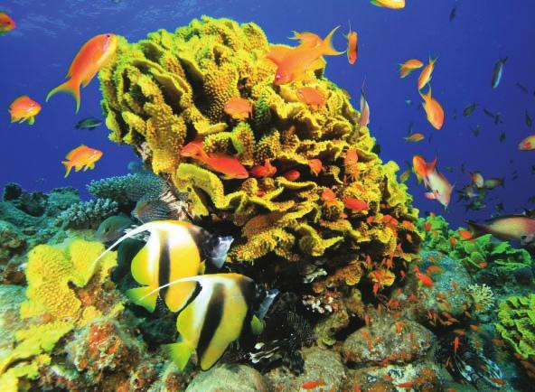 8 Aquatic Biodiversity C o r e C a s e S t u d y Why Should We Care about Coral Reefs? Coral reefs form in clear, warm coastal waters of the tropics and subtropics (Figure 8-1, left).