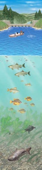 8-4 Why Are Freshwater Ecosystems Important? Concept 8-4 Freshwater ecosystems provide major ecological and economic services, and are irreplaceable reservoirs of biodiversity.