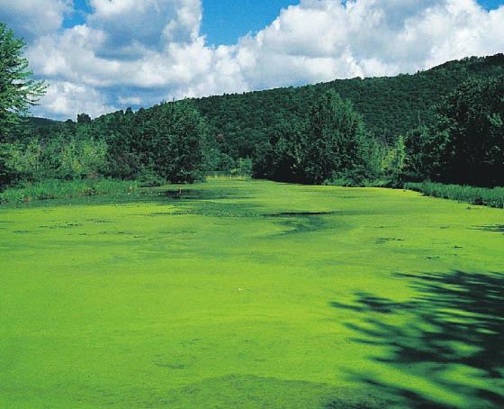 Over time, sediment, organic material, and inorganic nutrients wash into most oligotrophic lakes, and plants grow and decompose to form bottom sediments.