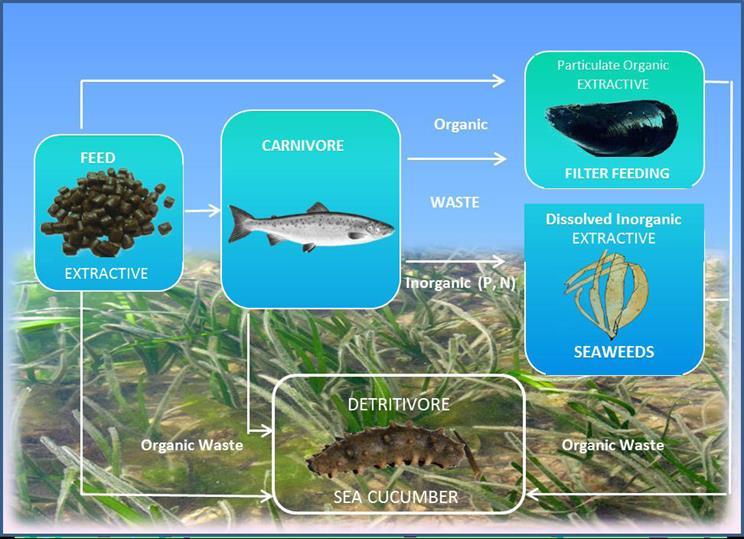 Integrated Multitrophic Aquaculture to address multistressors in Mariculture in Sungo Bay, PR China Highly energy efficient High production per unit area Increases the social acceptability of