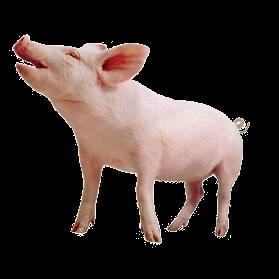 26 24/11/2008 Improve animal feed Pigs and poultry stomachs not capable of breaking down plant cell walls.