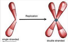 enter the nucleus and an enzyme attaches them to the exposed complementary bases.