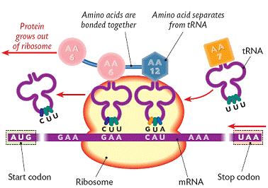Translation (In Ribosome in cytoplasm): The mrna strand forms weak bonds with the rrna in a ribosome. (Ribosome made of rrna and protein).