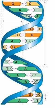 11. Explain the base-pairing rule. 12. Describe the structure of DNA relative to each of the following: a. distance across molecule b. distance between nucleotides c. distance between turns d.