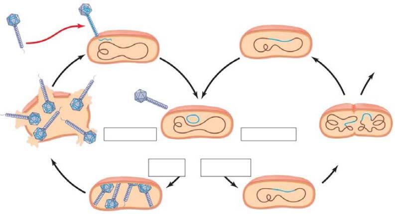 What are restriction enzymes? What is their role in bacteria? 7.