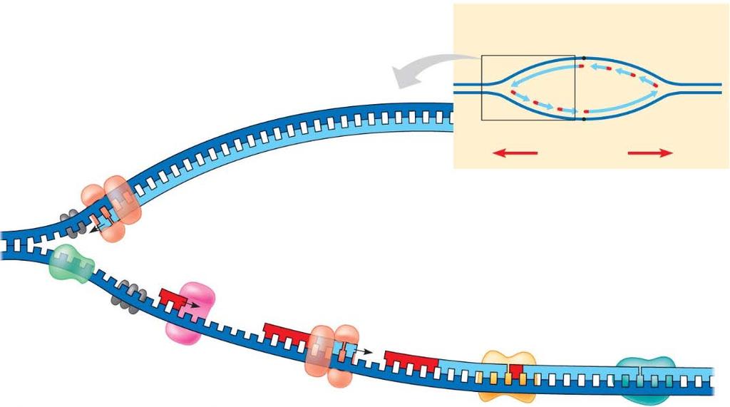 11. Label the diagram of bacterial DNA replication