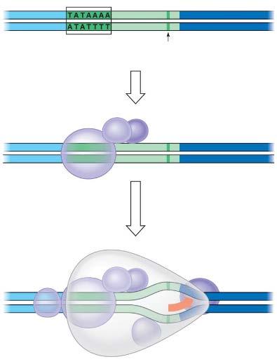 7. Use Figure 17.8 to demonstrate initiation of transcription at a eukaryotic promoter. Write the definition of each term used to label the diagram. Terms and Definitions: 8.
