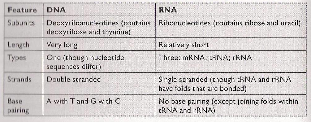 Comparison of DNA and RNA.