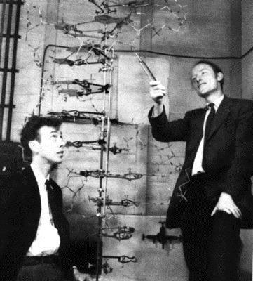 1953: Watson and Crick create 3D model of the DNA double helix structure (2 polynucleotide chains twisted